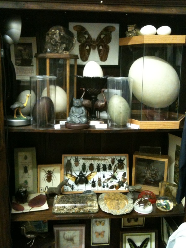 29 Best Cabinets Of Curiosities Images In 2012 Cabinet Of Curiosities Curiosity Cabinet 0278