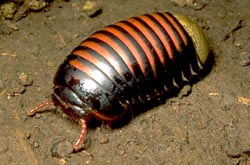 Madagascar Millipede