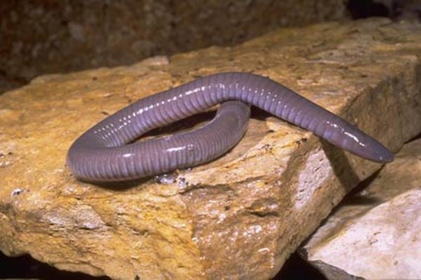 Caecilian Larvae