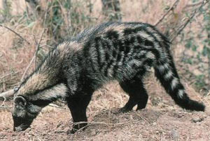 Civet Images