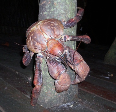 Coconut Crab Eating