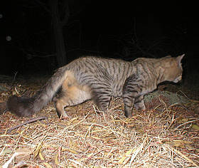 Cats In Australia