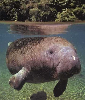 florida-manatees-are-mostly-killed-by-propellers_9.jpg