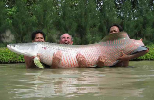 Fishing in Cambodia for carp fishes 