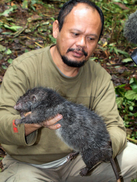 Bosavi Woolly Rat