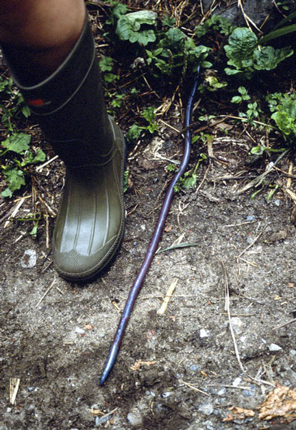 Australian Giant Earthworm