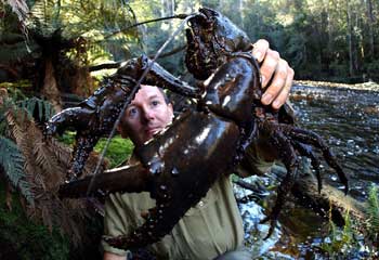 largest crayfish species