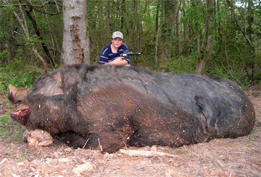 Giant Wild Pig