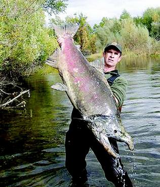 large salmon