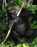 gorilla w stick