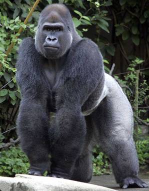 a gorilla