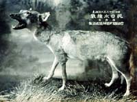 japanese wolf