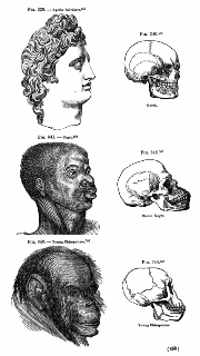 human-evolution-from-ape-to-black-to-white.jpg