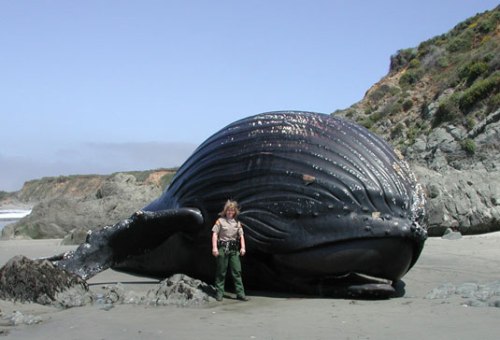 Humpback Whale Watching in Big Sur California