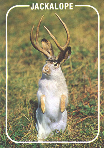 jackalope1.jpg