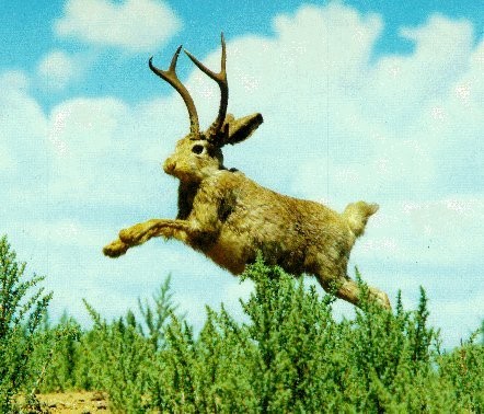 http://www.cryptomundo.com/wp-content/uploads/jaunty-jackalope.jpg