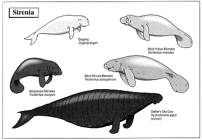 Cryptomundo » Pinky Expedition: Manatee Musings