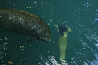 ikan dugong