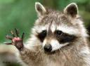 nazi raccoon