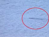 nessie real