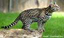 ocelot