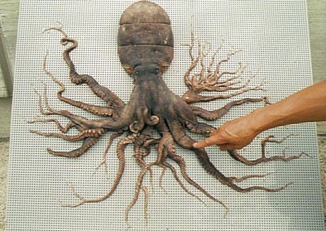 Rare Tree Octopus