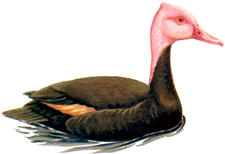 Pink Headed Duck