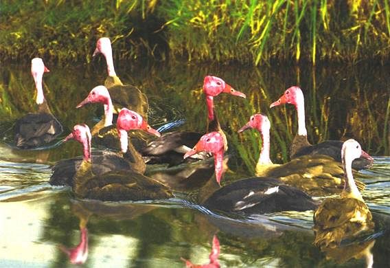 Pink Headed Duck