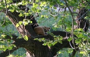 Melanistic Raccoon