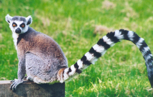 A Lemur