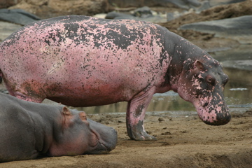 Pink Hippo