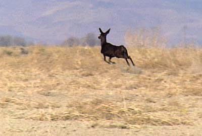 black mule deer