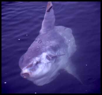 A Sunfish