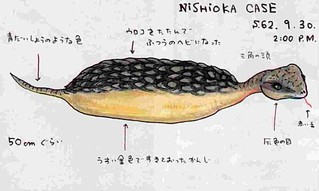 tsuchinoko_31.jpg