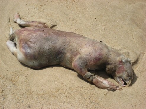 Montauk Monster Hoax Claim A