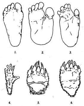 black bear foot