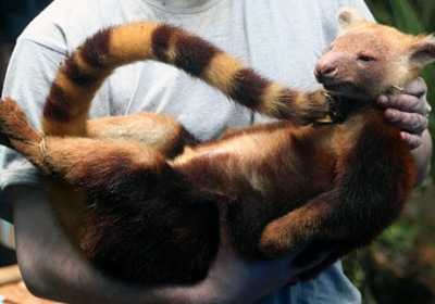 golden-mantled tree kangaroo