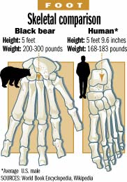 Bear Human Comparison