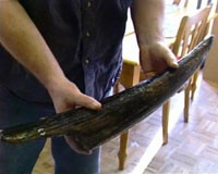 Mammoth Tusk