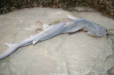 Punxsutawney Pennsylvania Shark