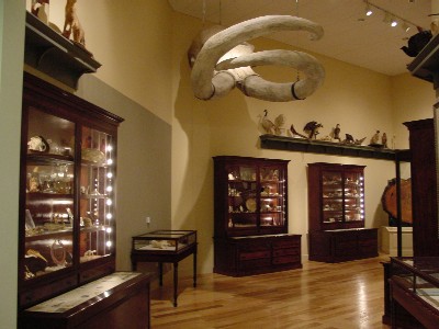 Cabinet of Curiousities