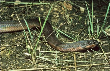 Kapuas mud snake
