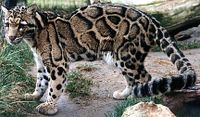 Clouded Leopard