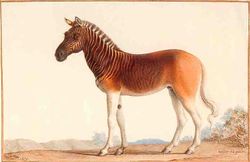 Quagga