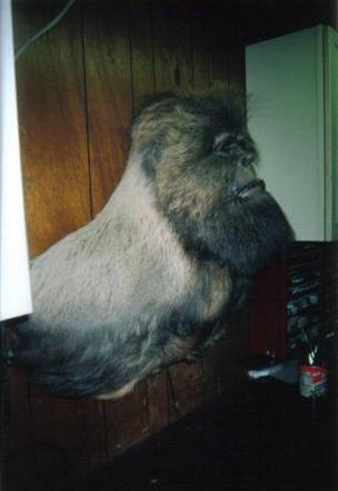 Sasquatch Shoulder Mount