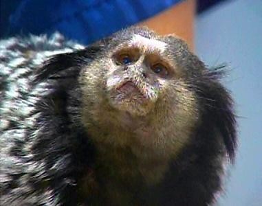tuft-eared marmoset