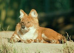 Dhole