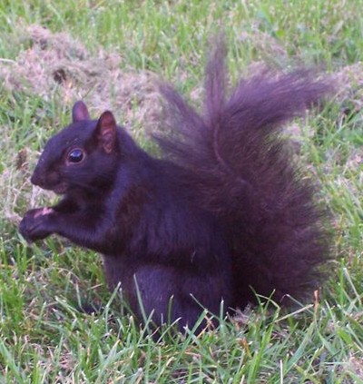 Black Squirrel