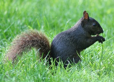 Black Squirrel