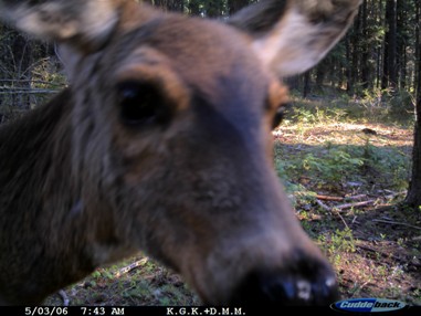 Oregon Game Camera Photo